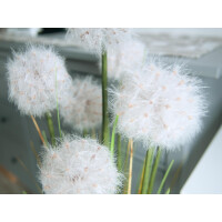 Europalms dandelion, artificial flower, 107cm
