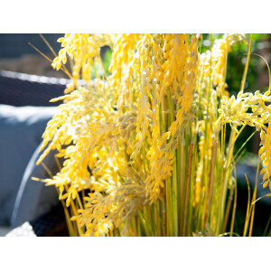 Europalms reed grass bundle, artificial, 118cm