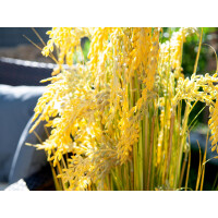 Europalms reed grass bundle, artificial, 118cm