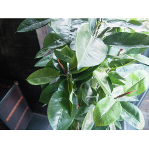 Europalms Gummibaum, Kunstpflanze, 120cm