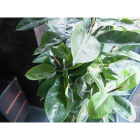 Europalms Gummibaum, Kunstpflanze, 120cm