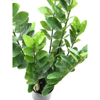Europalms Zamifolia, Kunstpflanze, 70cm