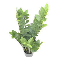 Europalms Zamifolia, Kunstpflanze, 70cm