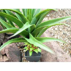 Europalms Agave im Topf, Kunstpflanze, 75cm