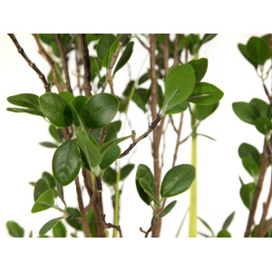 Europalms Immergrünstrauch mit Gras, Kunstpflanze, 120 cm