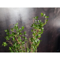 Europalms Immergrünstrauch mit Gras, Kunstpflanze, 120 cm