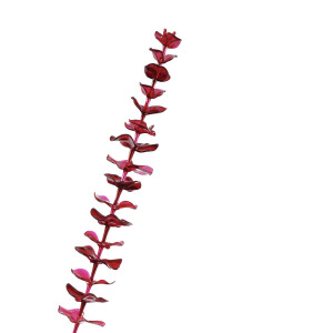 Europalms Kristalleukalyptus, Kunstpflanze, burgund, 81cm 12x