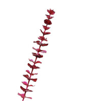 Europalms Kristalleukalyptus, Kunstpflanze, burgund, 81cm 12x