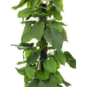 Europalms Pothos, Kunstpflanze, 180cm