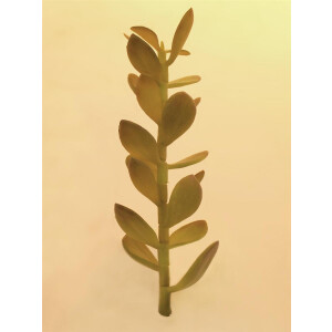 Europalms Geldbäumchen-Spross, Kunstpflanze, 30cm