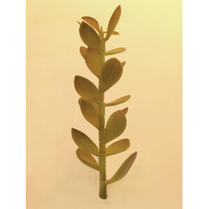 Europalms Geldbäumchen-Spross, Kunstpflanze, 30cm