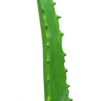 Europalms Aloe-Vera-Pflanze, Kunstpflanze, 63cm