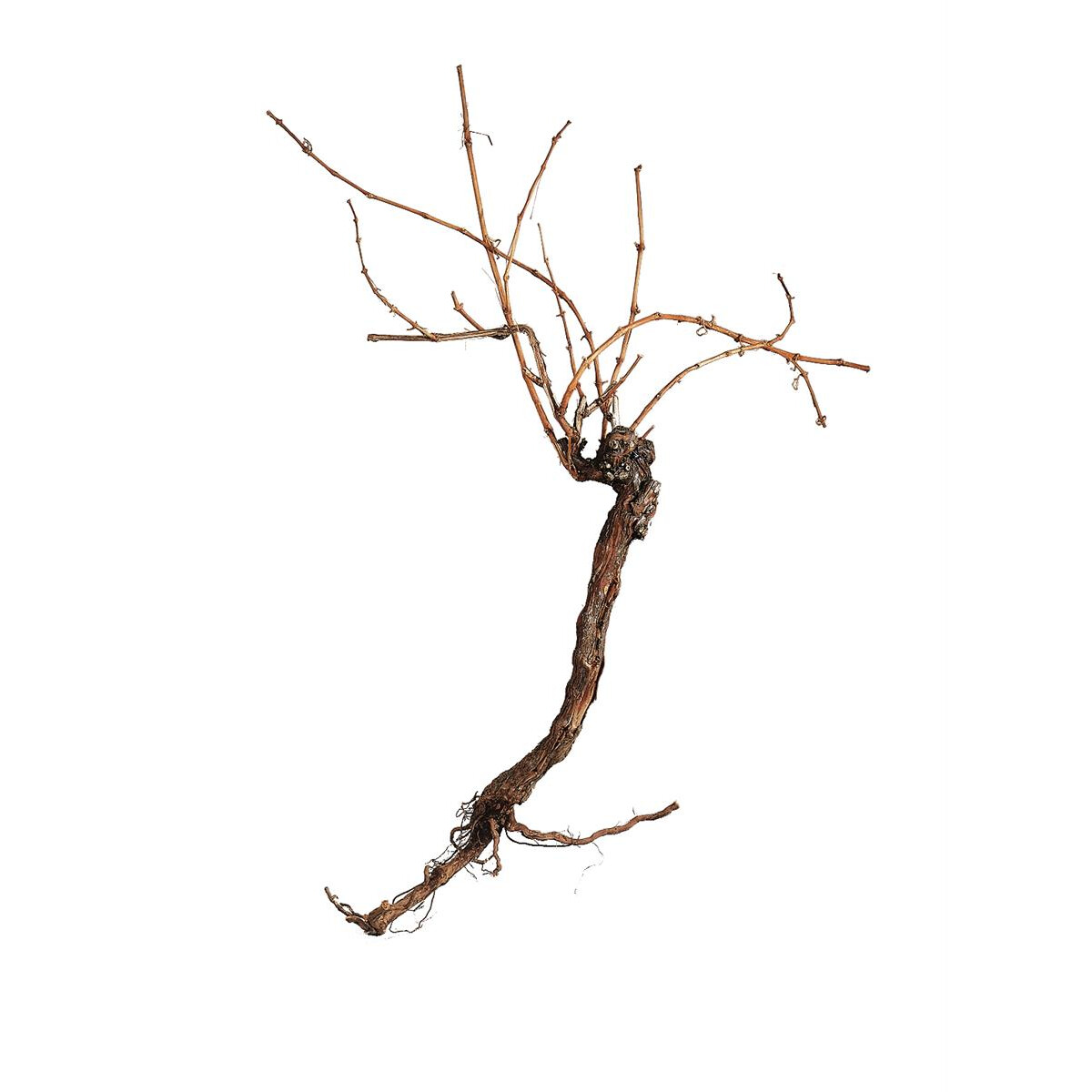 Europalms Rebstock 150cm