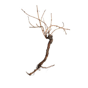 Europalms Rebstock 150cm