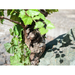 Europalms Rebstock 150cm