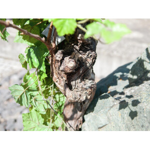 Europalms Rebstock 150cm