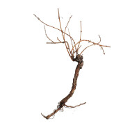 Europalms Rebstock 150cm