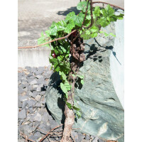 Europalms Rebstock 150cm