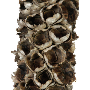 Europalms Cacho Coco ca. 120-190cm