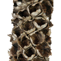 Europalms Cacho Coco ca. 120-190cm