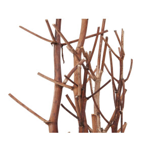 Europalms Fenchelbund, getrocknet, gold, 160cm