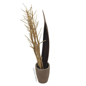 Europalms Fenchelbund, getrocknet, gold, 160cm