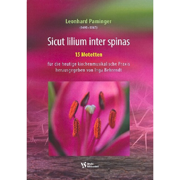 Sicut lilium inter spinas